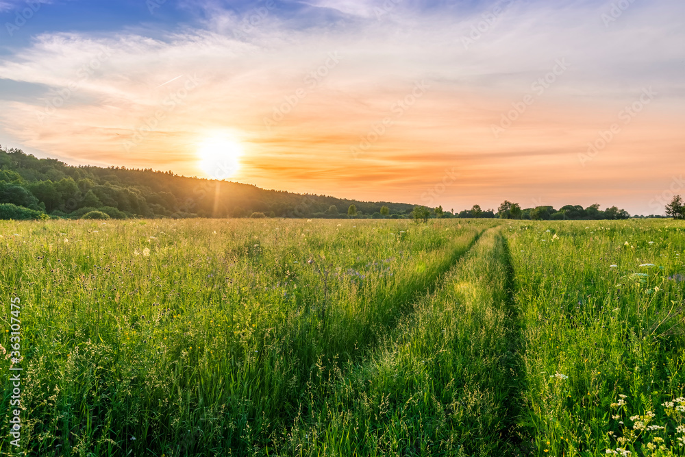 Scenic view at beautiful spring sunset in a green shiny field with green grass and golden sun rays, deep blue cloudy sky , trees and