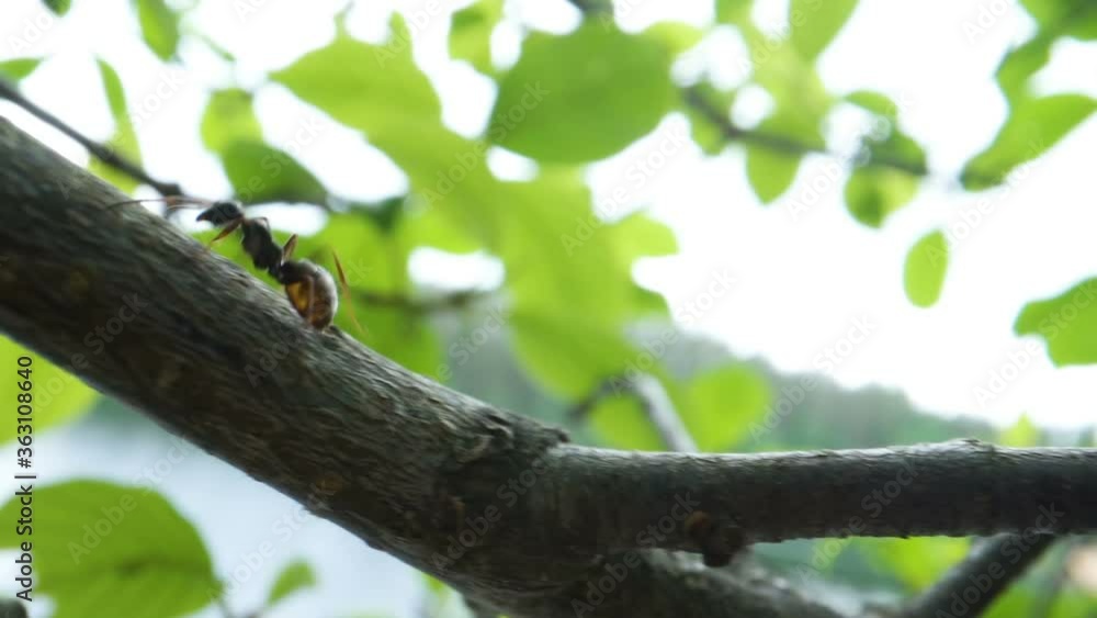 The closer look of the crawling ant on the tree trunk The closer look of the crawling ant on the tree trunk