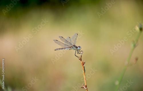 Dragonfly on a branch. macro shot.
