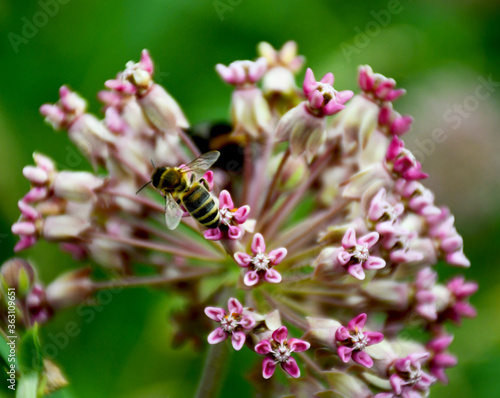 Beautiful lilac flowers and a bee.