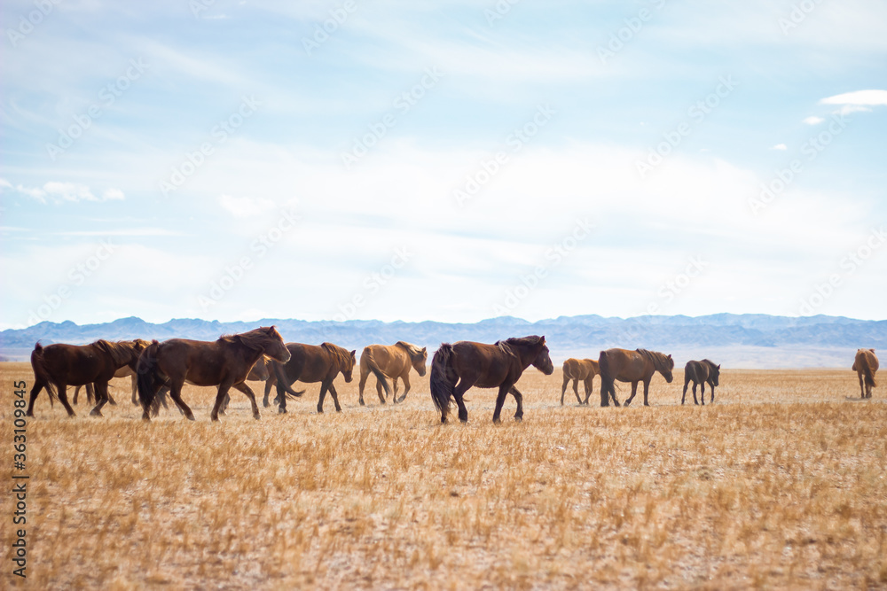Herd of wild horses on pasture in the Gobi desert, Mongolia