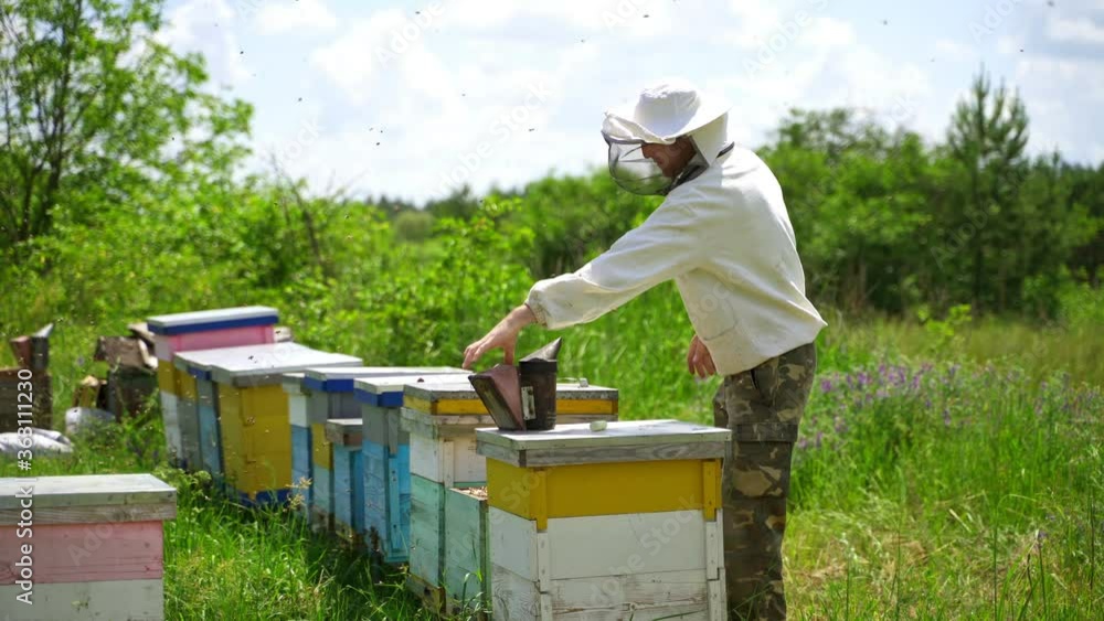 Apiarist examining bees. Beekeper works at apiary on beautiful nature background. Rows of beehives on green grass. Bees collecting honey. Apiarist examining bees. Beekeper works at apiary on beautiful nature background. Rows of beehives on green grass. Bees collecting honey.