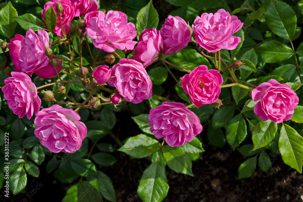 Photo of a rose bush with blooming pink color for greeting in a nature park, Sofia, Bulgaria   