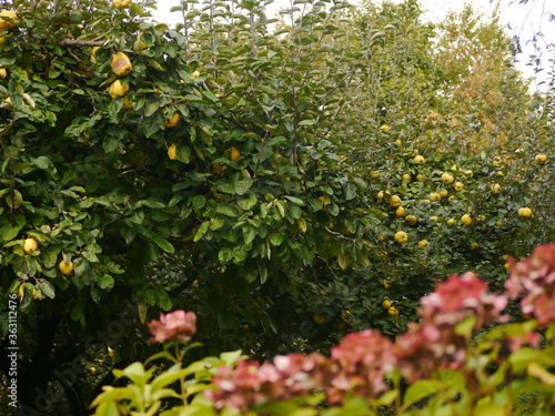 In front of an extremely blurred red foreground, which was wanted in terms of design, a hedge with ripe, bright yellow quinces , Cydonia oblonga, this is the only plant of the genus Cydonia