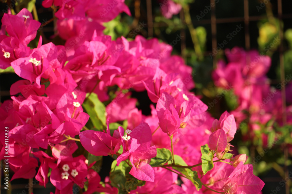 beautiful background of a lush bush of bright pink flowering plants close-up of bougainvillea with a blurred background, great for cards for birthday, women's day, Valentine's day or as a banner