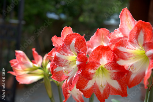  exotic flower  from an island in the Mediterranean