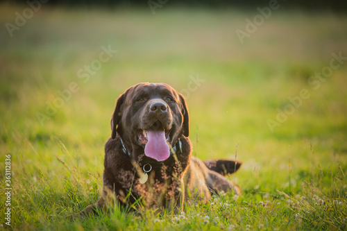 Portrait a beautiful chocolate labrador is lying on the grass. dog smiles