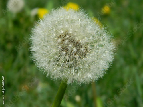 dandelion in the grass