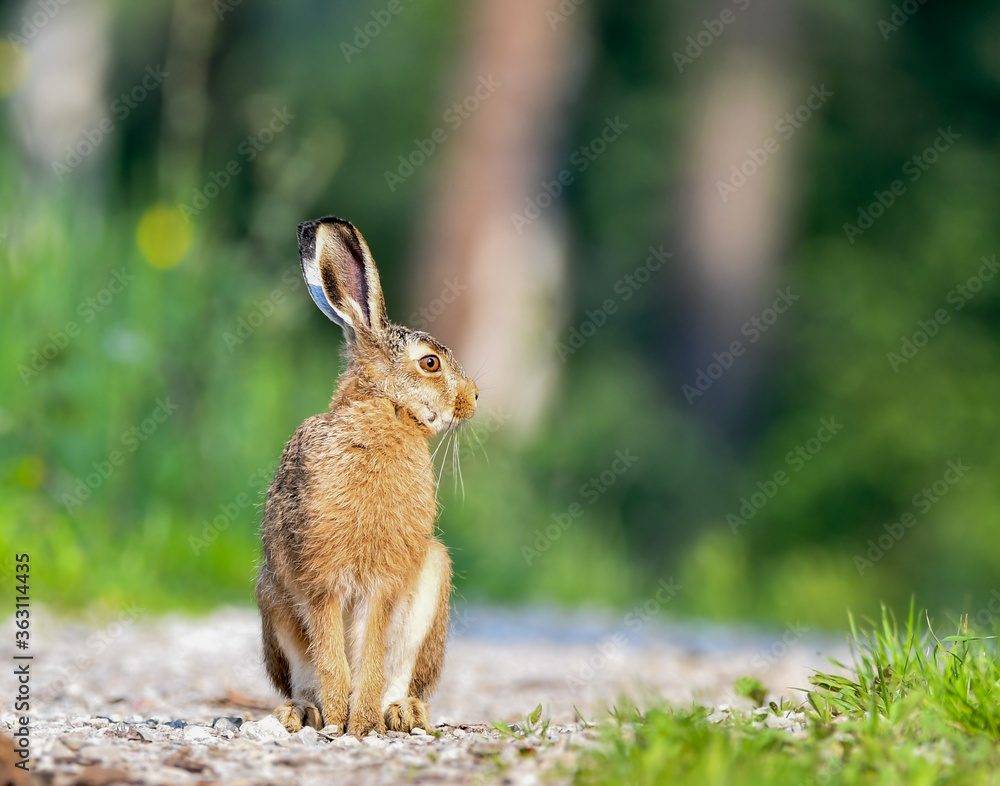 Hare