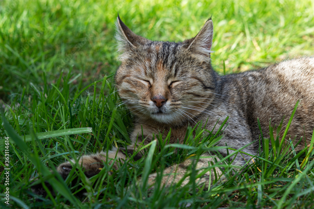 custom made wallpaper toronto digitalA tabby cat sleeps on the green grass. Relaxation and enjoyment. Carefree pastime. Sweet dream of a kitten.