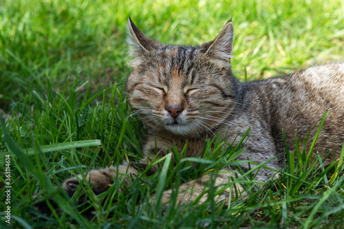 Wallpaper Mural A tabby cat sleeps on the green grass. Relaxation and enjoyment. Carefree pastime. Sweet dream of a kitten. Torontodigital.ca