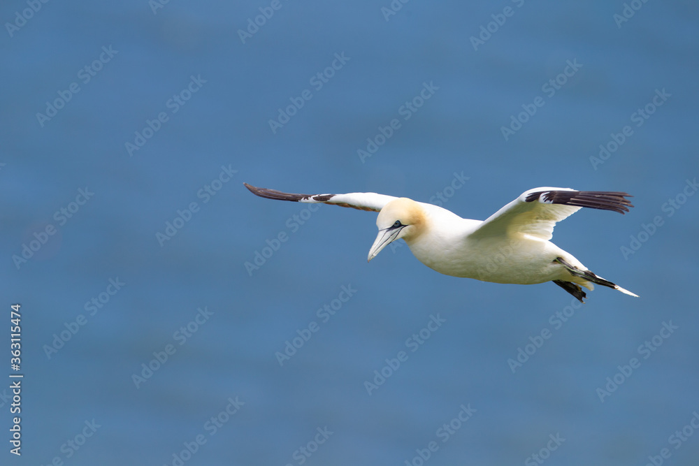 Northern Gannet flying by the cliffs of Bempton Cliffs, Flamborough Head, East Yorkshire, UK Northern Gannet flying by the cliffs of Bempton Cliffs, Flamborough Head, East Yorkshire, UK