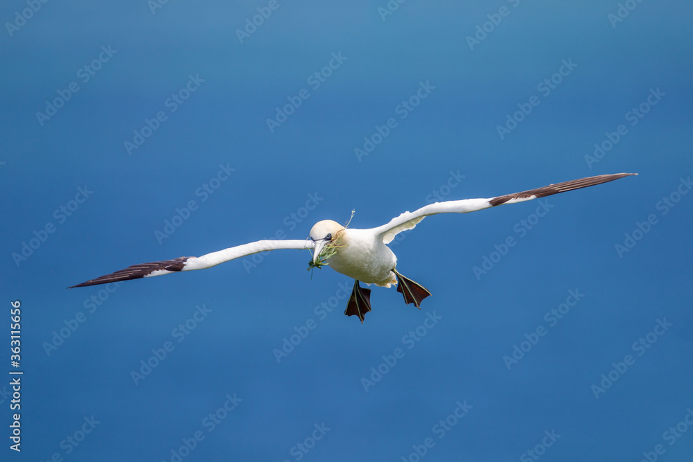 Northern Gannet flying by the cliffs of Bempton Cliffs, Flamborough Head, East Yorkshire, UK Northern Gannet flying by the cliffs of Bempton Cliffs, Flamborough Head, East Yorkshire, UK