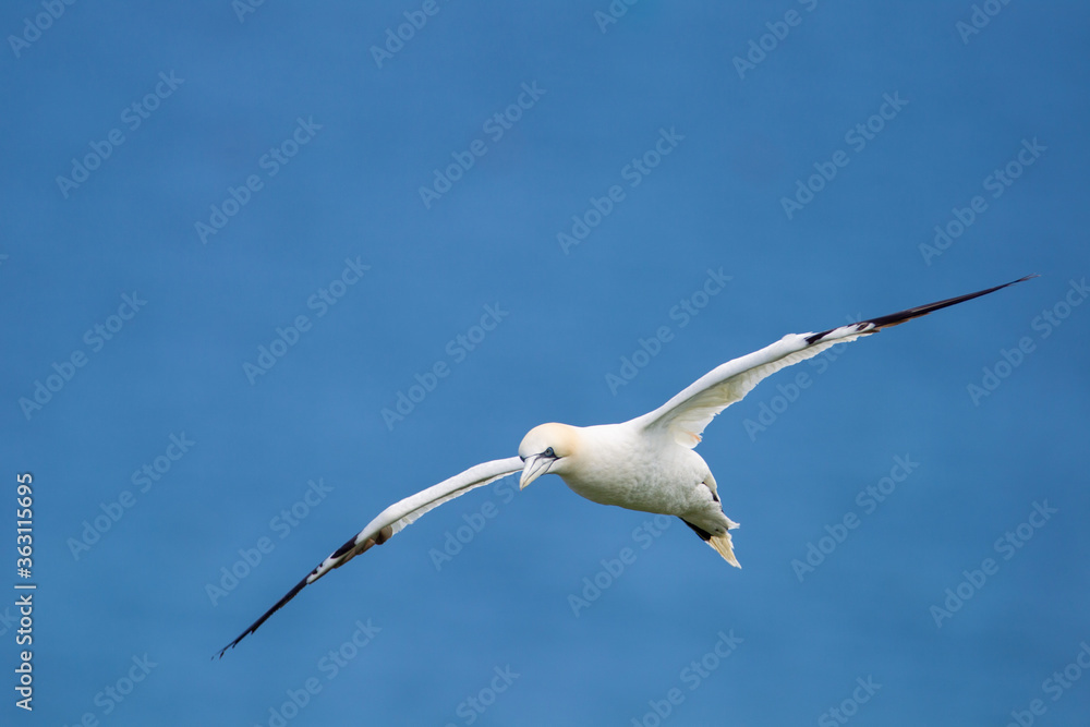Northern Gannet flying by the cliffs of Bempton Cliffs, Flamborough Head, East Yorkshire, UK Northern Gannet flying by the cliffs of Bempton Cliffs, Flamborough Head, East Yorkshire, UK