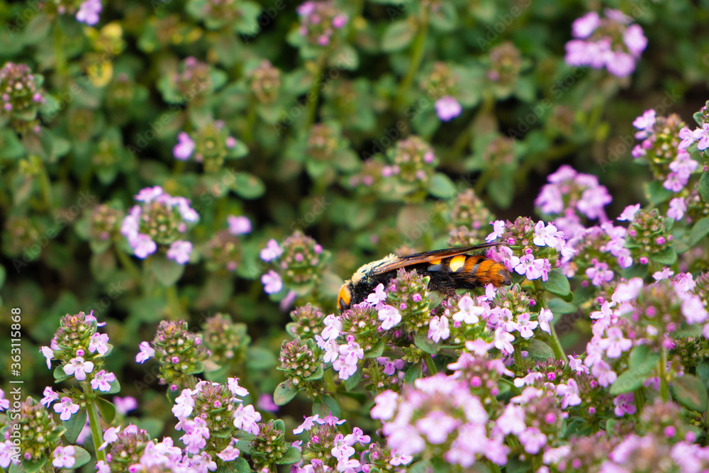 A huge striped insect hides in the thickets of thyme. Blurred background A huge striped insect hides in the thickets of thyme. Blurred background