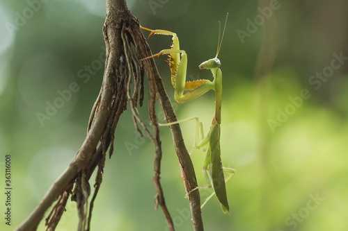 praying mantis on a wild plant