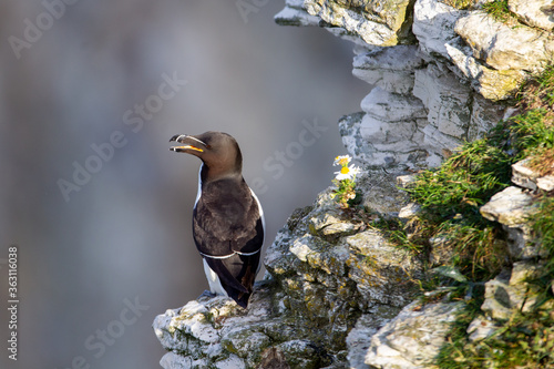 Принти на полотні Razorbill stands on a chalk stone ledge near Bempton Cliffs, near Flamborough He