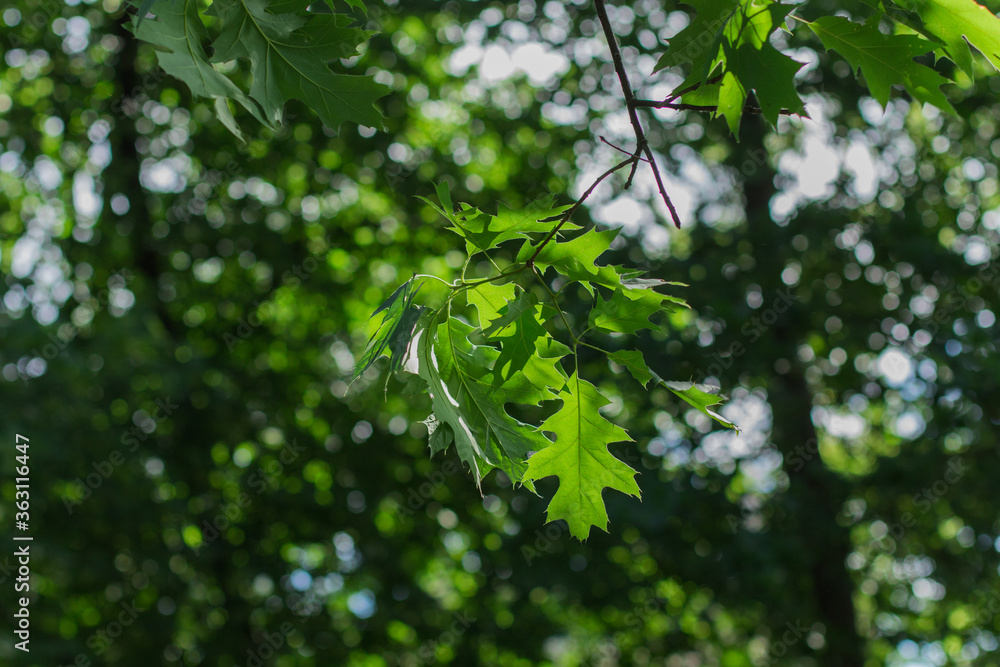 green leaves on trees in summer green leaves on trees in summer