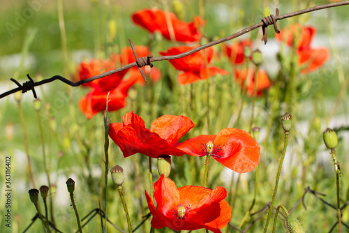 Many Bright red poppies under barbed rusty wire on a blurred background of green grass at sunny day