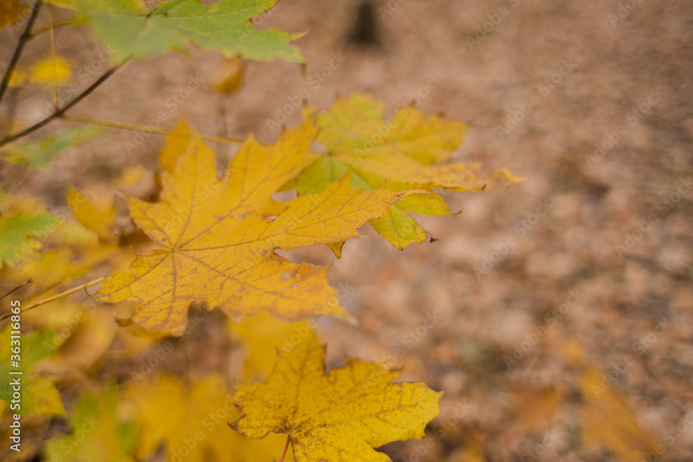 Fototapeta premium orange and yellow leaves on the ground in forest