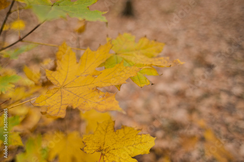 orange and yellow leaves on the ground in forest