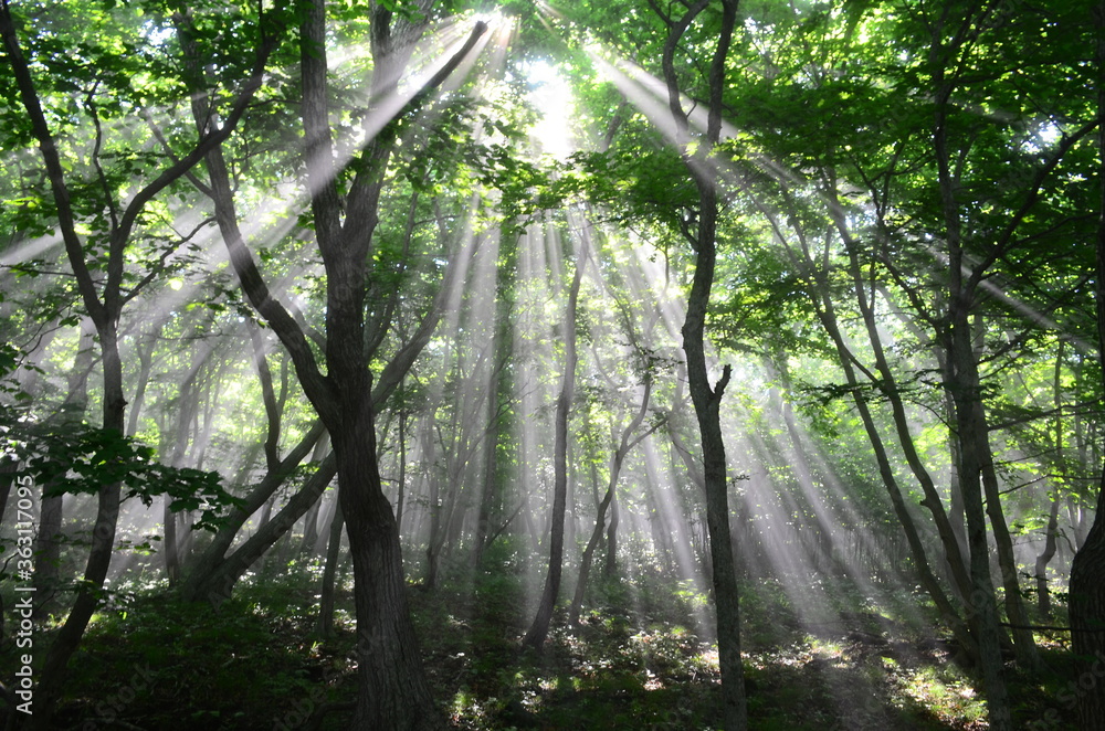 Naklejka premium sun rays through the forest