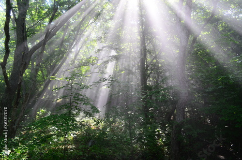 morning in the forest