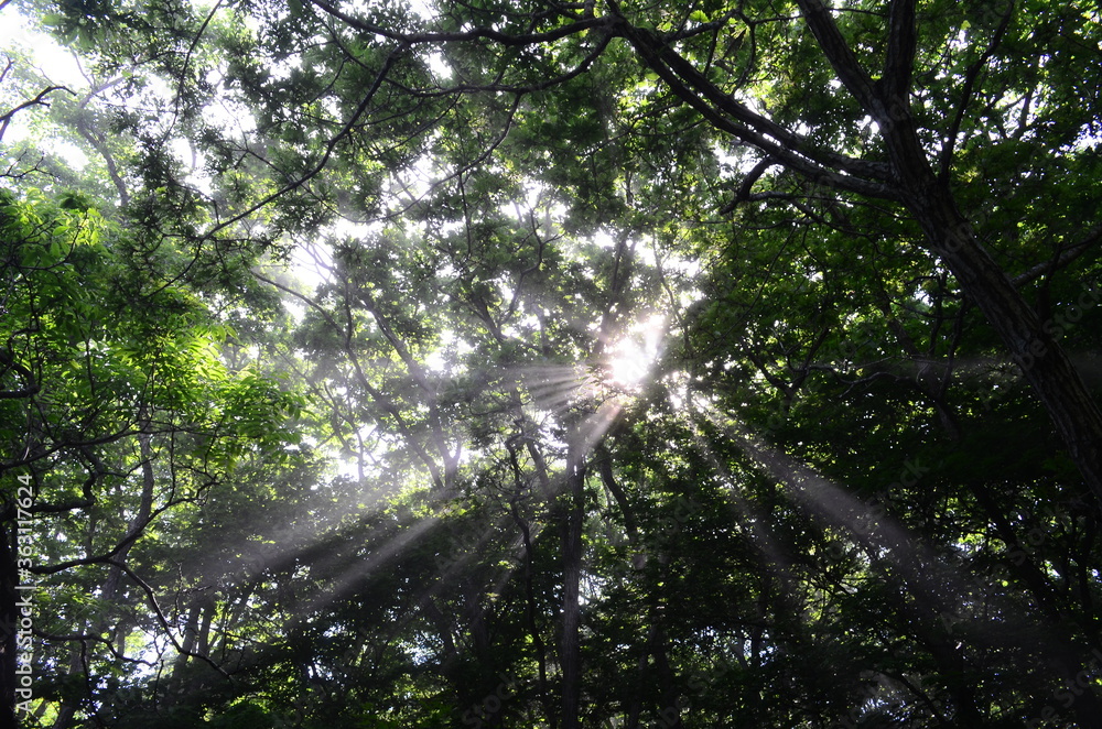 Fototapeta premium sun rays in the forest
