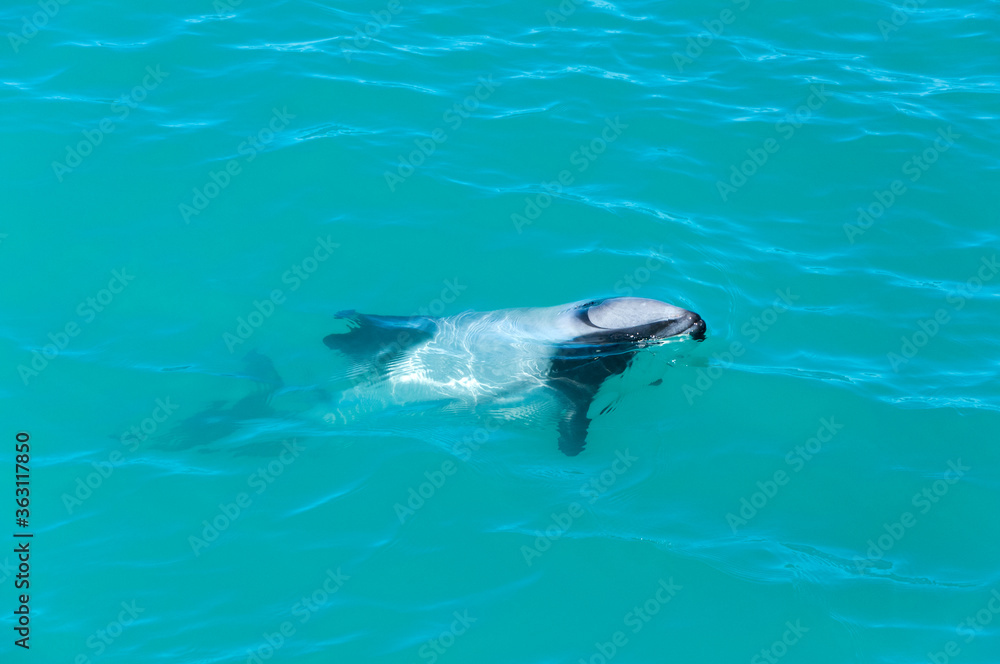 Endemic Hector's dolphin (Cephalorhynchus hectori) playing and jumping in clear turquoise waters of Pacific Ocean near Kaikoura, Marlborough Region, South Island, New Zealand