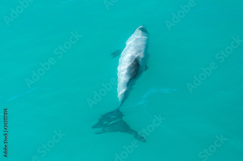 Endemic Hector's dolphin (Cephalorhynchus hectori) playing and jumping in clear turquoise waters of Pacific Ocean near Kaikoura, Marlborough Region, South Island, New Zealand © Lina