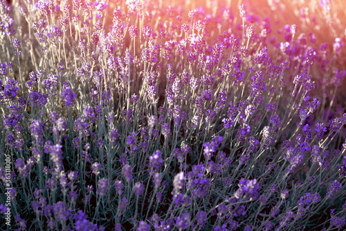 Lavender blooming on the field on a summer day. Close-up. Background of lavender at sunset. Flowers concept.