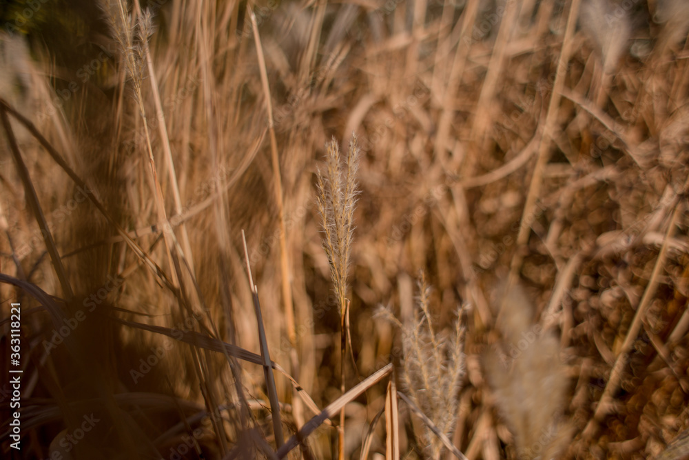 Fototapeta premium spikelets of wheat in a field close-up