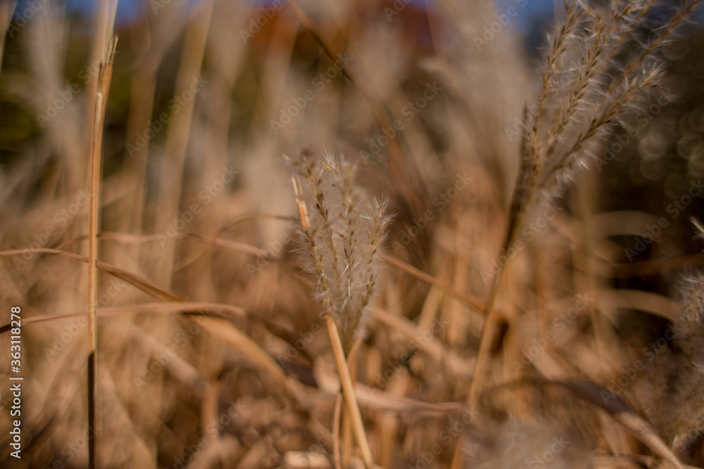spikelets of wheat in a field close-up