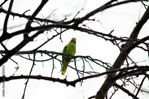Wallpaper Mural Parrot sitting on a tree branch Torontodigital.ca