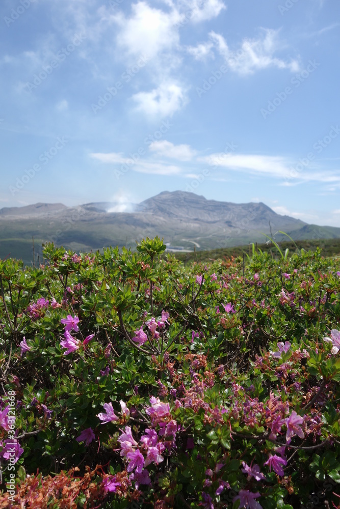 a small eruption and azalea flowers of Mt.Aso a small eruption and azalea flowers of Mt.Aso