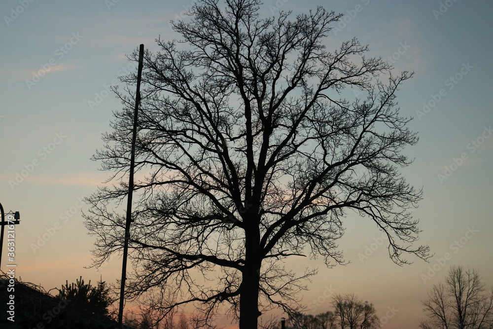 Old wise tree at sunset