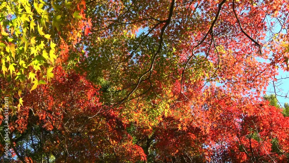 紅葉した楓と青空 4K / Japanese maple leaves. Autumn leaves with the blue sky. 紅葉した楓と青空 4K / Japanese maple leaves. Autumn leaves with the blue sky.