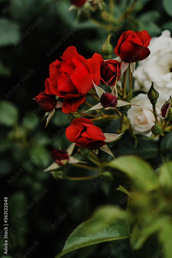 scarlet red rose on a background of green leaves in the garden