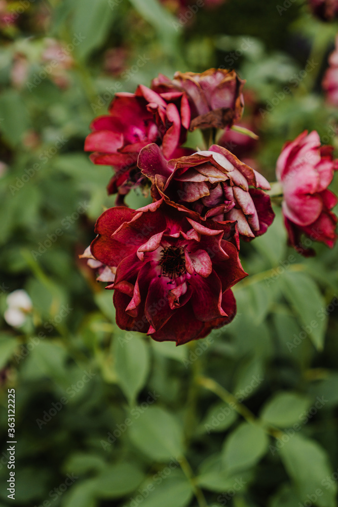 withered red bush roses in the garden withered red bush roses in the garden