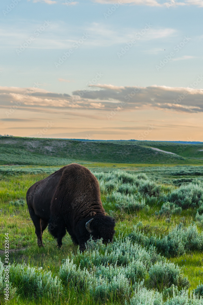 A big wild bisons reasting on meadows, in Yellowstone National Park, at sunset. A big wild bisons reasting on meadows, in Yellowstone National Park, at sunset.