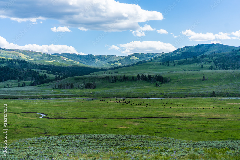 A big herd of wild bisons reasting on meadows, in Yellowstone National Park.