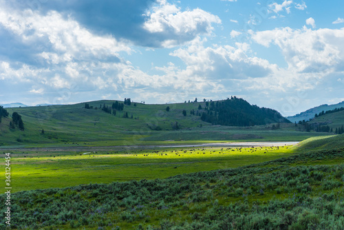 A big herd of wild bisons reasting on meadows, in Yellowstone National Park.