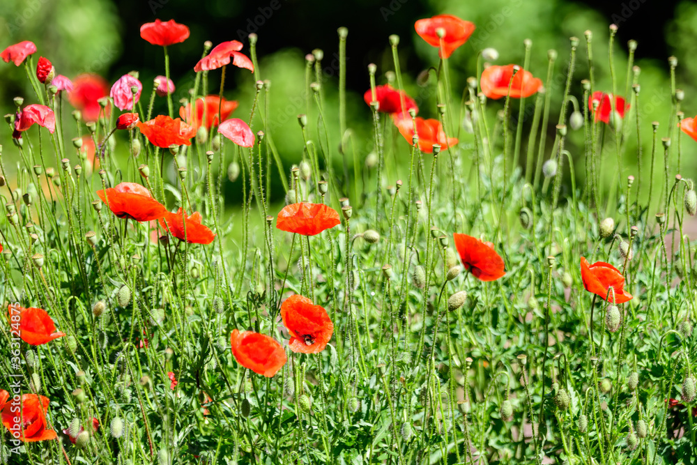 Close up of many red poppy flowers and blurred green leaves in a British cottage style garden in a sunny summer day, beautiful outdoor floral background photographed with soft focus. Close up of many red poppy flowers and blurred green leaves in a British cottage style garden in a sunny summer day, beautiful outdoor floral background photographed with soft focus.
