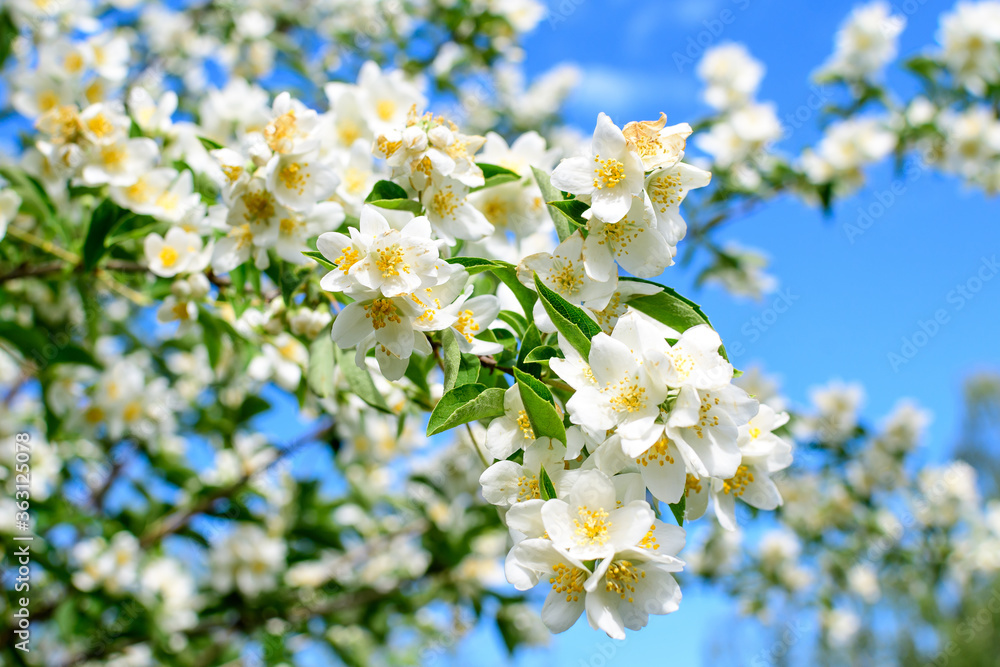 White flowers and green leaves of Philadelphus coronarius ornamental perennial plant, known as sweet mock orange or English dogwood, towards clear blue sky in a sunny summer garden,  beautiful outdoor