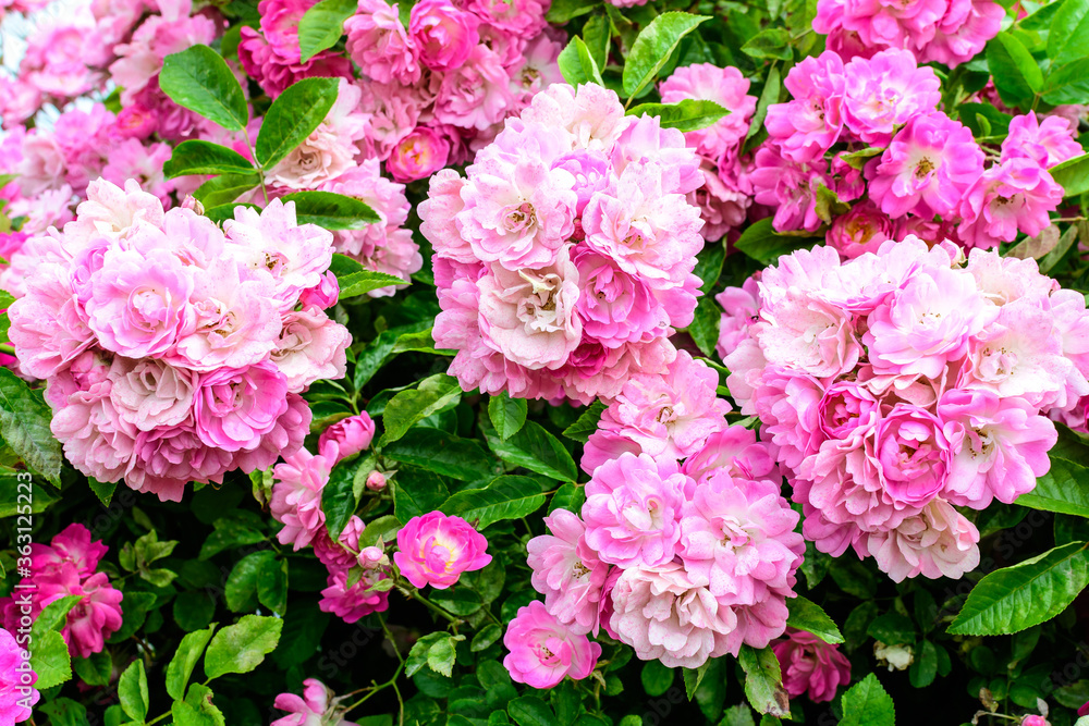 Bush with many delicate vivid pink magenta rose in full bloom and green leaves in a garden in a sunny summer day, beautiful outdoor floral background photographed with soft focus.