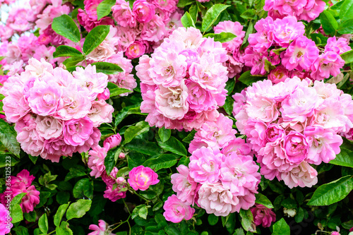 Bush with many delicate vivid pink magenta rose in full bloom and green leaves in a garden in a sunny summer day  beautiful outdoor floral background photographed with soft focus.