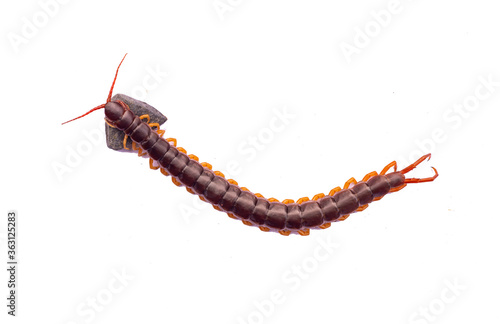 Fototapeta Naklejka Na Ścianę i Meble -  The centipede is a poisonous animal. It has many legs.