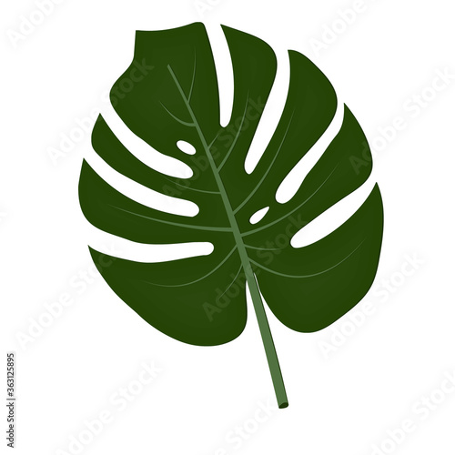 leaf of an exotic monstera plant, isolated, on a white background, color vector illustration, design, decoration