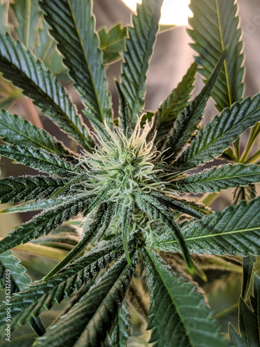 Cannabis  Gorilla Glue  4 Beginning of Flowering