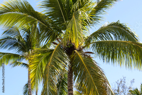 coconut palm tree on blue sky